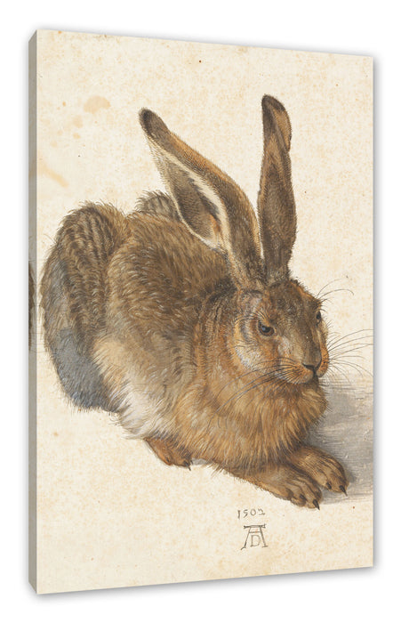 Pixxprint Albrecht Dürer - Feldhase , Leinwandbild