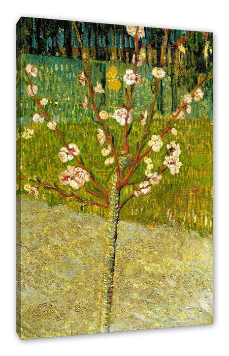 Pixxprint Vincent Van Gogh - Blühender Mandelbaum , Leinwandbild