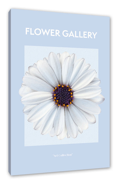 Pixxprint Flower Gallery - Weiße Margerite , Leinwandbild