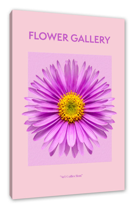 Pixxprint Flower Gallery - Rosa Margerite I, Leinwandbild