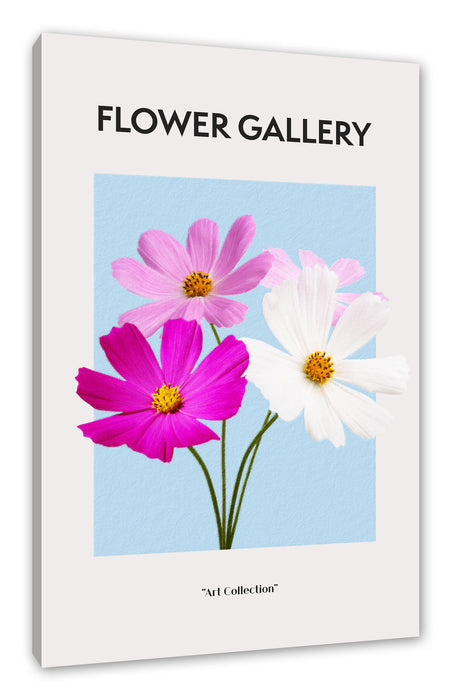 Pixxprint Flower Gallery - Kosmos Cosmos Rose, Leinwandbild