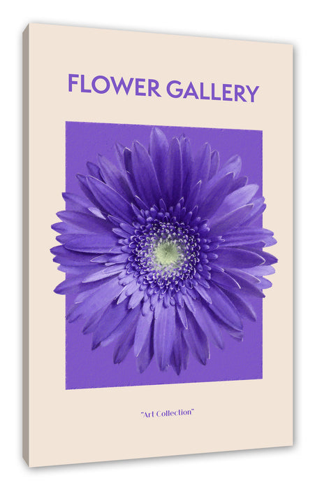 Pixxprint Flower Gallery - Lila Gerbera , Leinwandbild