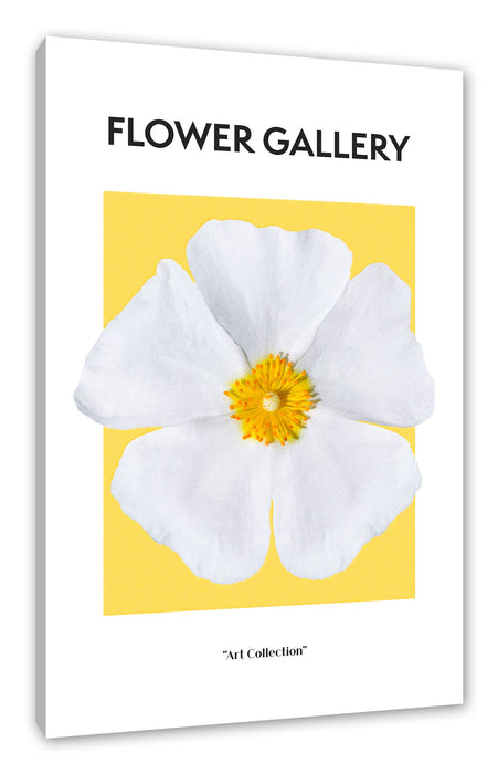 Flower Gallery  - Herbstanemone Anemone, Leinwandbild