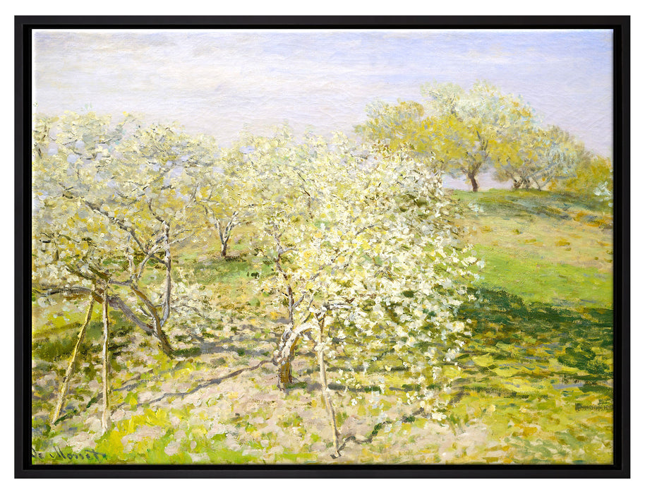 Claude Monet - Frühling Apfelbäume in der Blüte  auf Leinwandbild gerahmt Größe 80x60