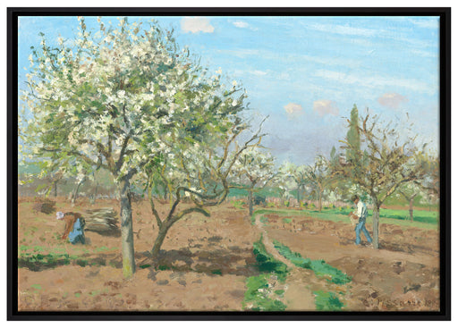 Camille Pissarro - Orchard in Blossom Louveciennes  auf Leinwandbild gerahmt Größe 100x70