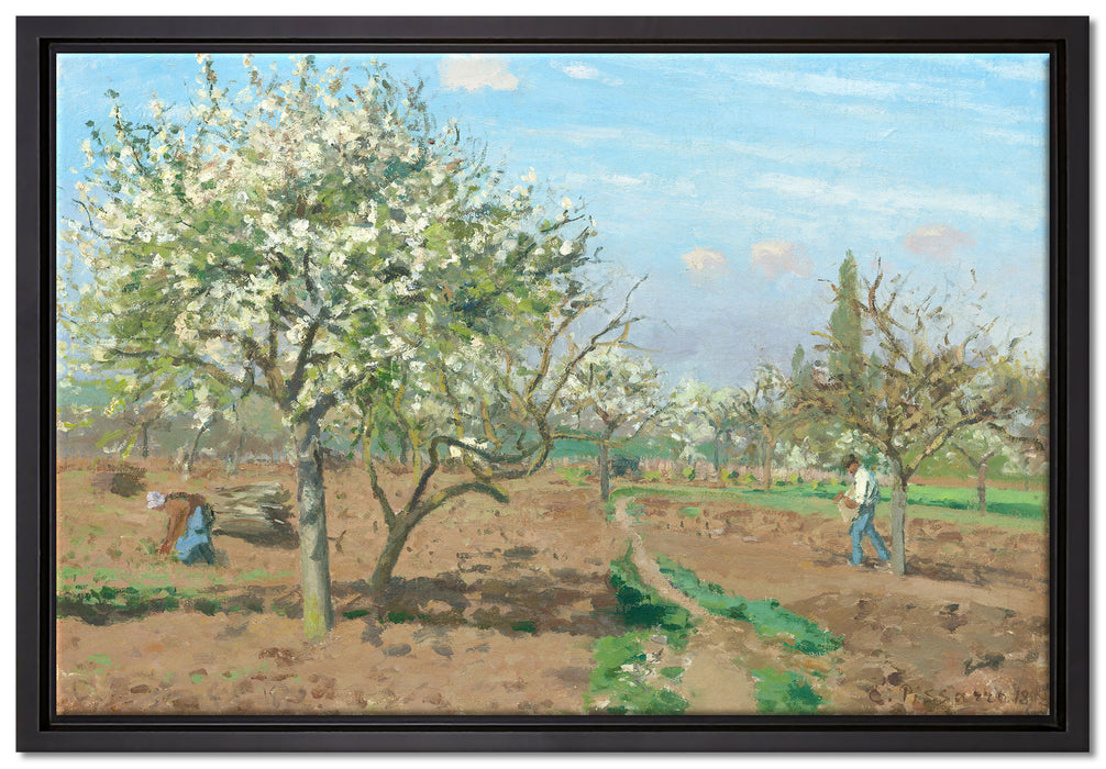 Camille Pissarro - Orchard in Blossom Louveciennes   auf Leinwandbild gerahmt Größe 60x40