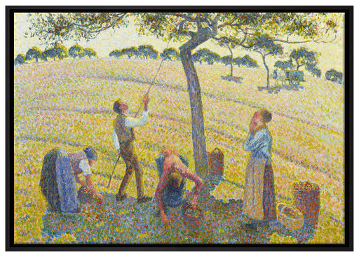 Camille Pissarro - Apple Harvest auf Leinwandbild gerahmt Größe 100x70