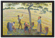 Camille Pissarro - Apple Harvest  auf Leinwandbild gerahmt Größe 60x40