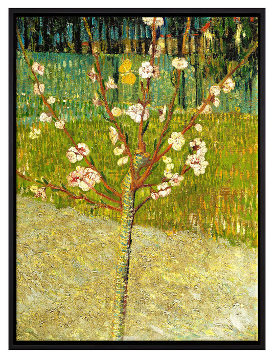 Vincent Van Gogh - Blühender Mandelbaum   auf Leinwandbild gerahmt Größe 80x60