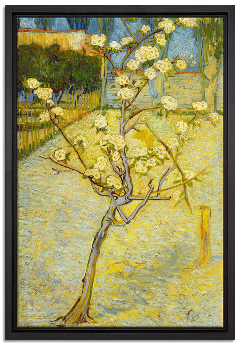 Vincent Van Gogh - Blühender kleiner Birnenbaum   auf Leinwandbild gerahmt Größe 60x40