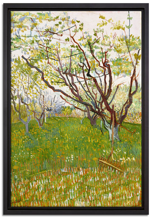 Vincent Van Gogh - Der blühende Obstgarten   auf Leinwandbild gerahmt Größe 60x40