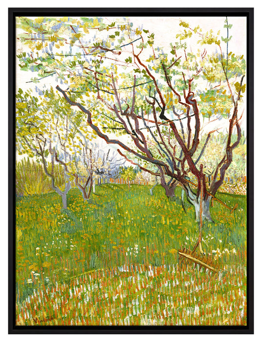 Vincent Van Gogh - Der blühende Obstgarten   auf Leinwandbild gerahmt Größe 80x60