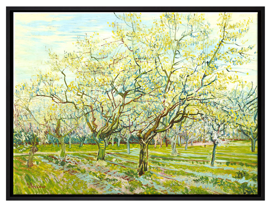 Vincent Van Gogh - Der weiße Obstgarten   auf Leinwandbild gerahmt Größe 80x60