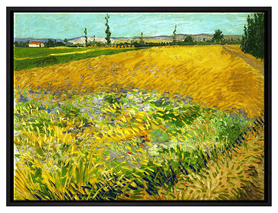 Vincent Van Gogh - Weizenfeld   auf Leinwandbild gerahmt Größe 80x60