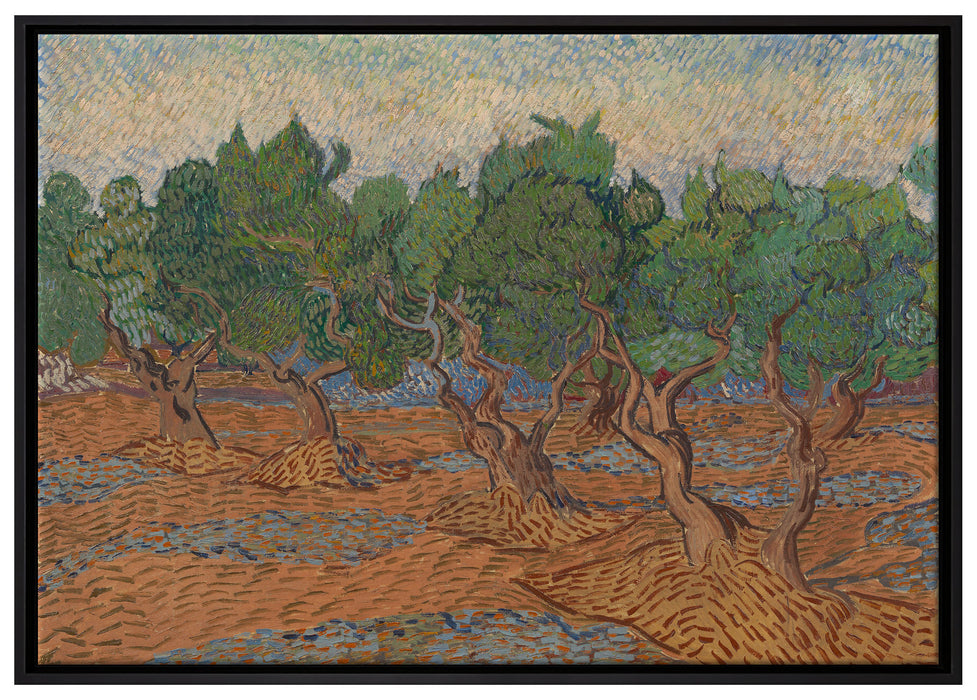 Vincent Van Gogh - Oliven-Hain  auf Leinwandbild gerahmt Größe 100x70