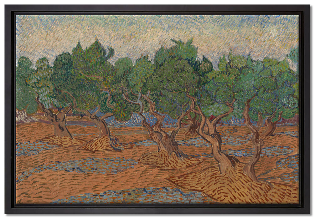Vincent Van Gogh - Oliven-Hain   auf Leinwandbild gerahmt Größe 60x40