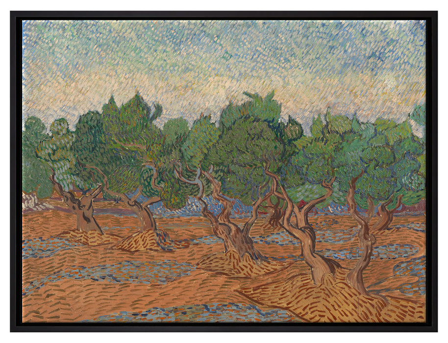 Vincent Van Gogh - Oliven-Hain   auf Leinwandbild gerahmt Größe 80x60
