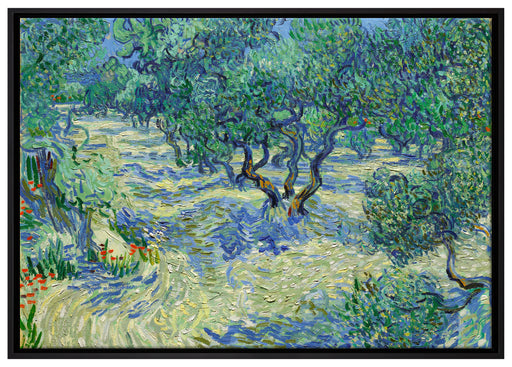 Vincent Van Gogh - Oliven-Feld  auf Leinwandbild gerahmt Größe 100x70