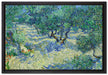 Vincent Van Gogh - Oliven-Feld   auf Leinwandbild gerahmt Größe 60x40