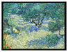 Vincent Van Gogh - Oliven-Feld   auf Leinwandbild gerahmt Größe 80x60