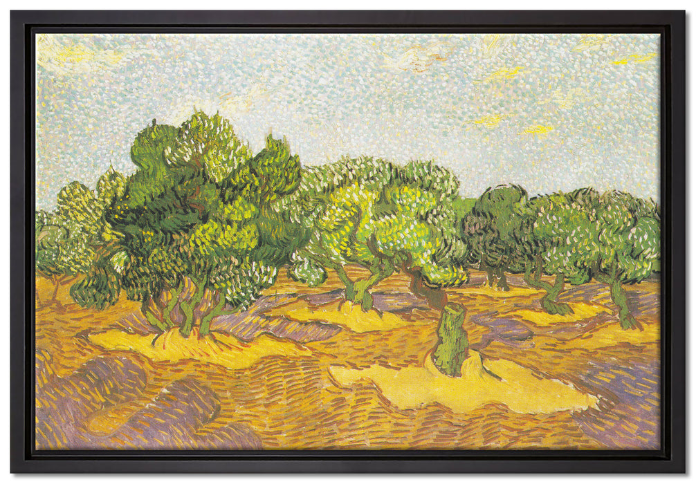 Vincent Van Gogh - Oliven-Bäume II   auf Leinwandbild gerahmt Größe 60x40