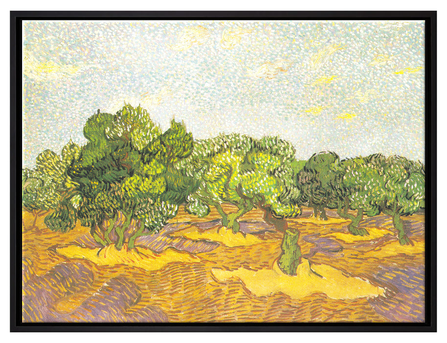 Vincent Van Gogh - Oliven-Bäume II   auf Leinwandbild gerahmt Größe 80x60
