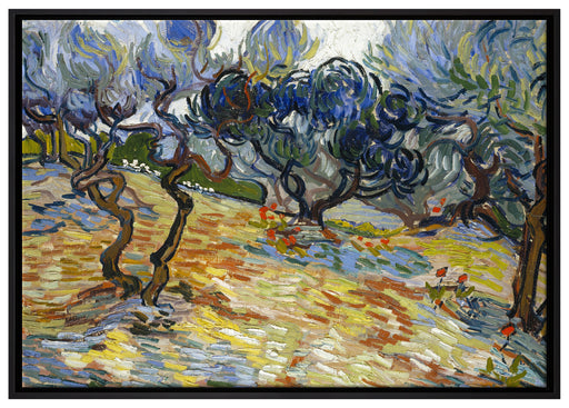 Vincent Van Gogh - Oliven-Bäume  auf Leinwandbild gerahmt Größe 100x70