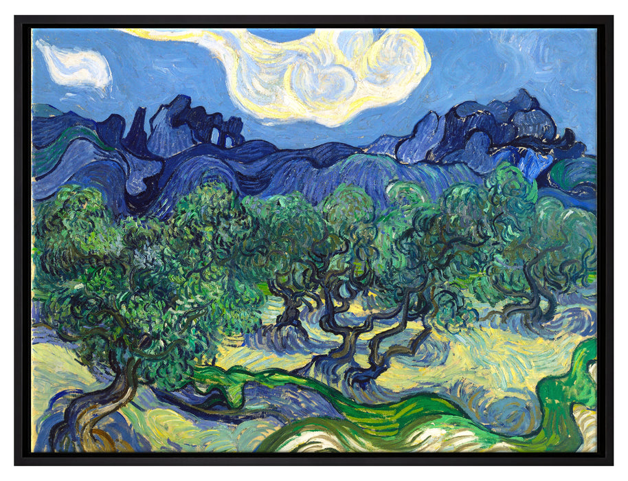 Vincent Van Gogh - Die Oliven-Bäume   auf Leinwandbild gerahmt Größe 80x60