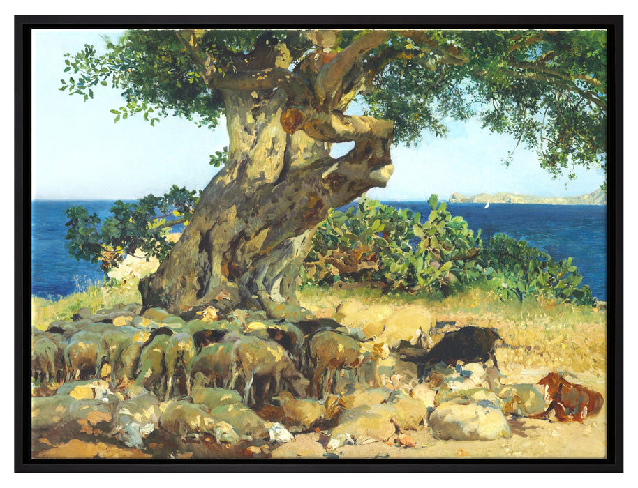 Joaquín Sorolla - Johannisbrotbaum Algarrobo  auf Leinwandbild gerahmt Größe 80x60