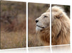 Weißer Löwe im Gebirge Leinwandbild 3 Teilig