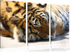 Verschlafener Tiger Leinwandbild 3 Teilig