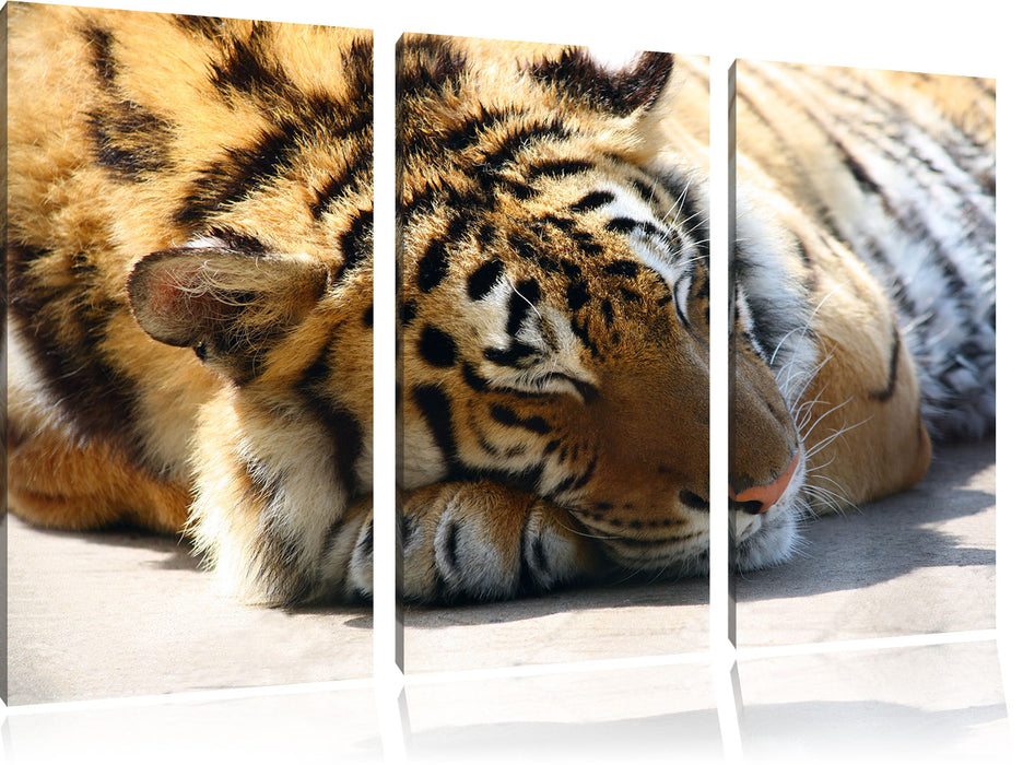 Verschlafener Tiger Leinwandbild 3 Teilig