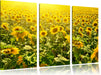 Riesiges Sonnenblumenfeld Leinwandbild 3 Teilig