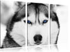 Husky mit blauen Augen Leinwandbild 3 Teilig