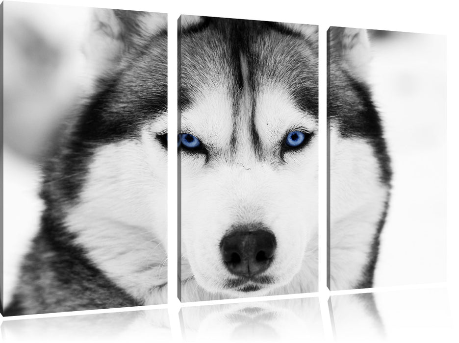 Husky mit blauen Augen Leinwandbild 3 Teilig