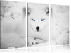 Polarfuchs mit strahlenden Augen Leinwandbild 3 Teilig