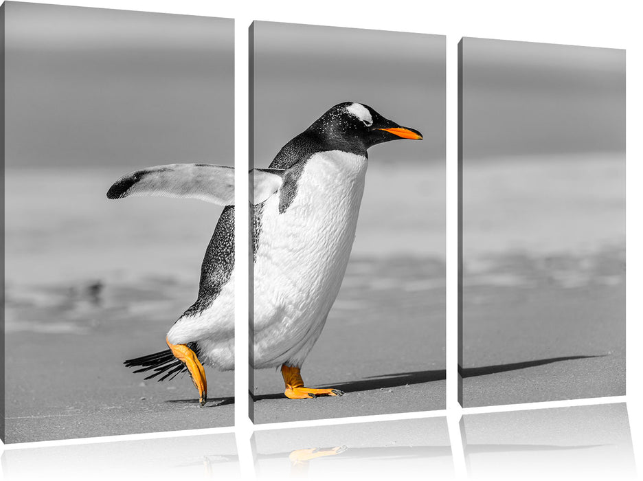 watschelnder Pinguin am Strand Leinwandbild 3 Teilig