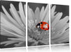 leuchtender Marienkäfer auf Blüte Leinwandbild 3 Teilig