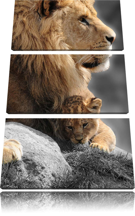 Löwe mit Löwenbaby Leinwandbild 3 Teilig