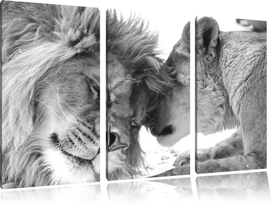 Bezauberndes kuschelndes Löwenpaar Leinwandbild 3 Teilig