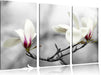 Magnolienblüten Leinwandbild 3 Teilig