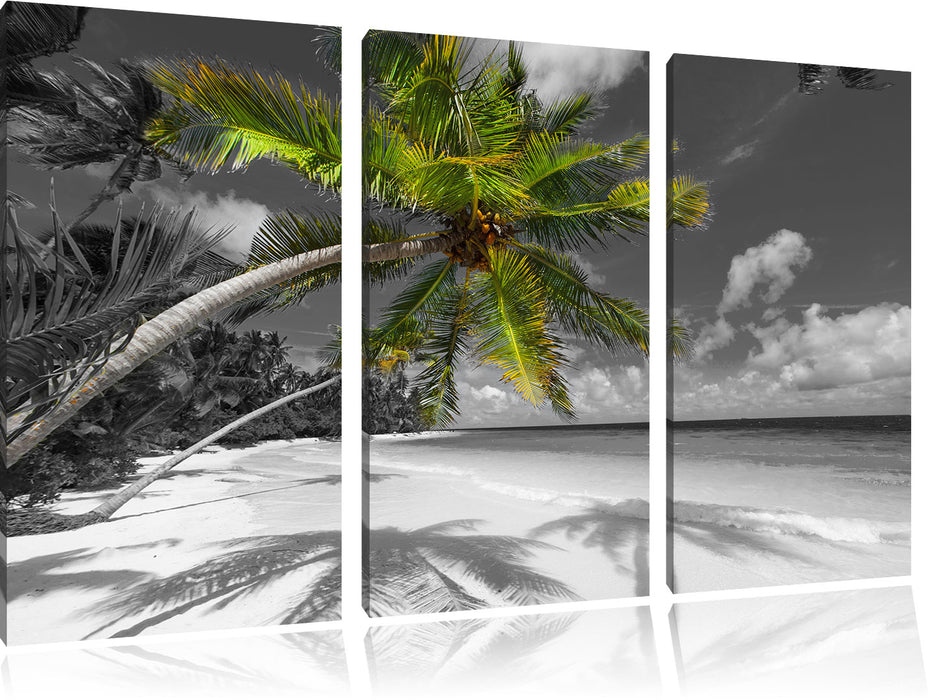 riesige Palme über Strand Leinwandbild 3 Teilig