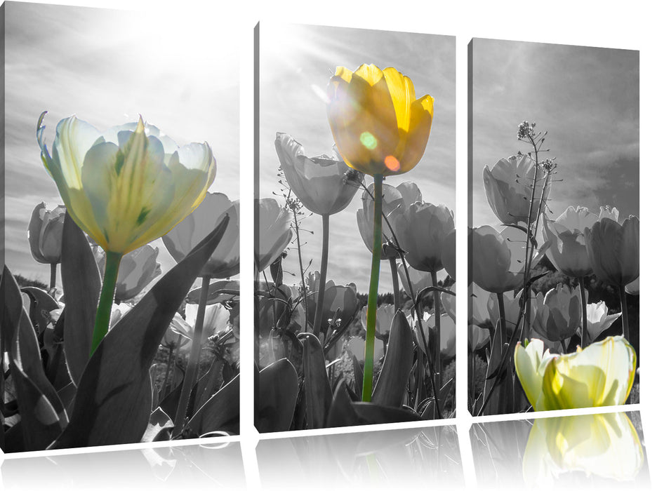 wunderschöne Tulpenwiese Leinwandbild 3 Teilig
