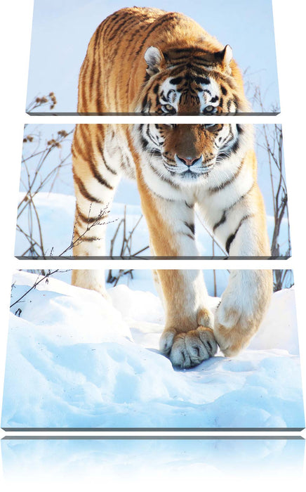 Tiger im Schnee Leinwandbild 3 Teilig