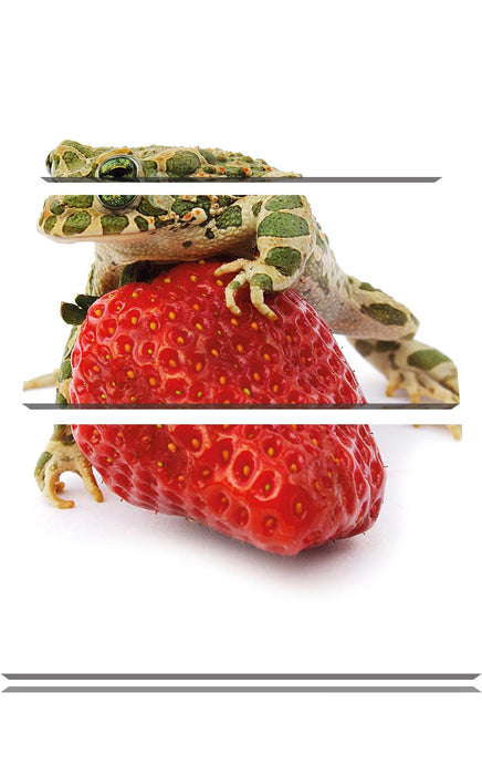 Erdbeere mit Frosch Leinwandbild 3 Teilig