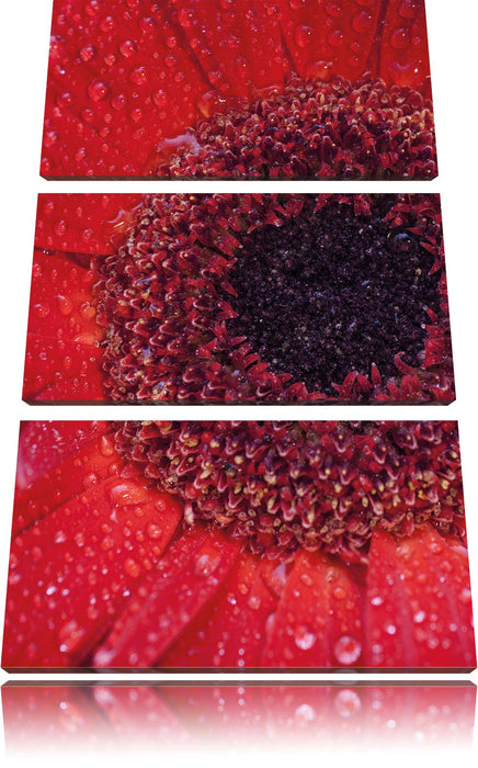 Wassertropfen auf roter Blüte Leinwandbild 3 Teilig