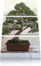 Bonsai Baum Leinwandbild 3 Teilig