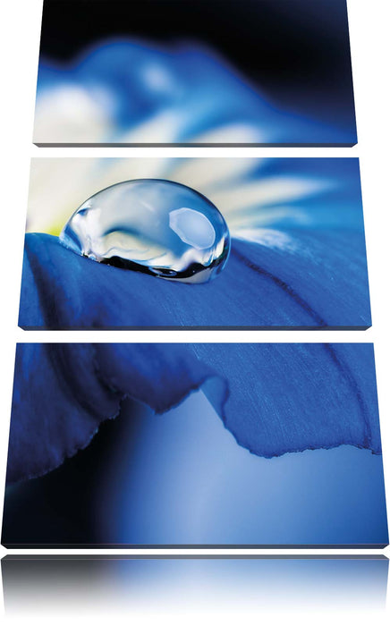 Wassertropfen auf blauer Blüte Leinwandbild 3 Teilig