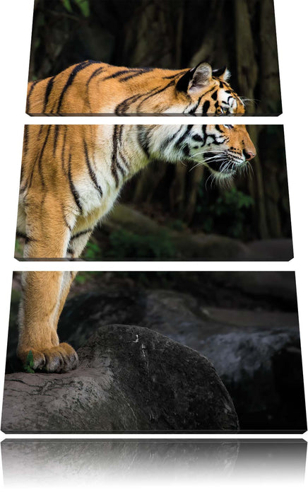 Tiger Leinwandbild 3 Teilig