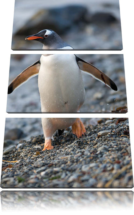 Pinguine Leinwandbild 3 Teilig